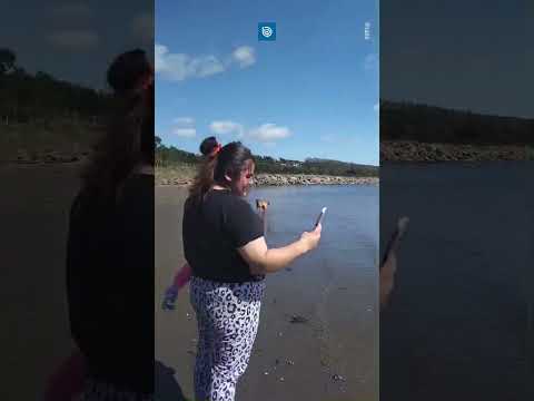 Captan a tortuga varada en Ancud, región de Los Lagos