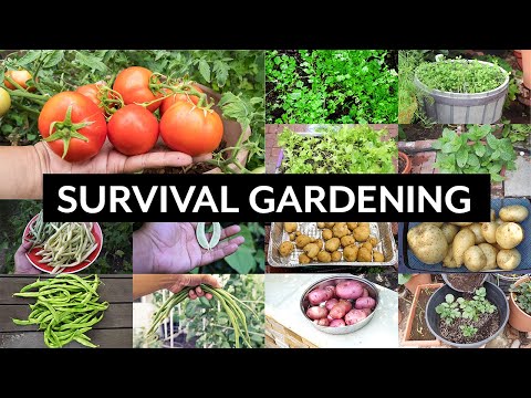 Growing Potatoes In Containers or Pots Gardening to Grow Epic Potatoes