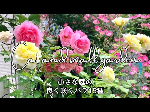 aménagemenet-petit-jardin-arbres-croissance-lente