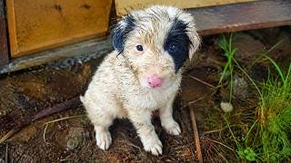 We Rescued an Abandoned Puppy