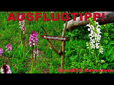 WILDE Orchideen in der NATUR - Orchideenpfad - Tote Täler