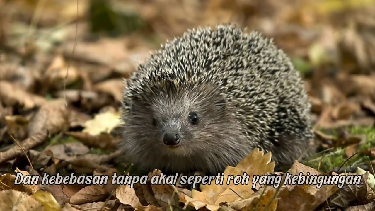 Ya Maulana-Nissa sabyan|Syair kahlil gibran