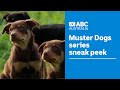 A Sneak Peek At The New Muster Dogs Series Muster Dogs ABC Australia