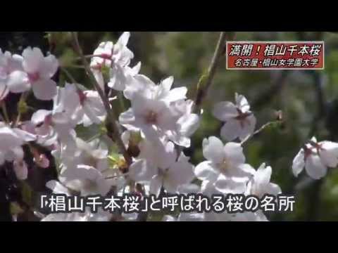 桜満開！椙山千本桜～名古屋・椙山女学園大学～
