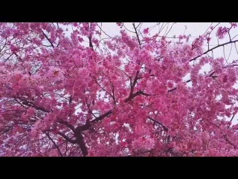 Harold Budd & Brian Eno / skozey fetisch - Against The Sky / slow blossoms