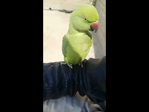 Mian Mithu Is Cleaning His Wings And Talking Parrot