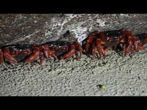 Red Crab Spawning, Flying Fish Cove Christmas Island 06122020 J33 RAW AAM 1897