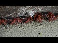 Red Crab Spawning Flying Fish Cove Christmas Island 06122020 J33 RAW AAM 1897