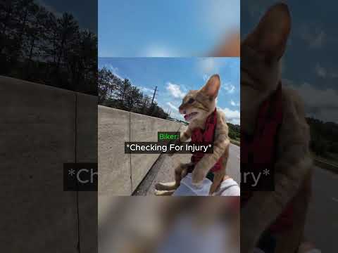 When a Biker Saw a Kitten Stranded On The Highway...