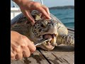 EXTREME Barnacles Removal From Sea Turtle’s Mouth 😱 #shorts #rescue #turtle #marinelife