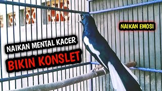 Download lagu NAIKAN MENTAL KACER ANDA DENGAR INI PASTI NYAUT KONSLET !! PANCINGAN KACER GACOR PASTI NYAUT AMPUH. mp3 Download lagu NAIKAN MENTAL KACER ANDA DENGAR INI PASTI NYAUT KONSLET !! PANCINGAN KACER GACOR PASTI NYAUT AMPUH. mp3