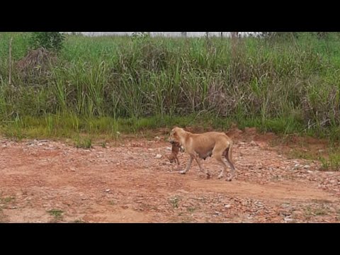 She Carried Her Puppies In Her Mouth One By One Trying To Run Away From Human Who Shooed Her Away...