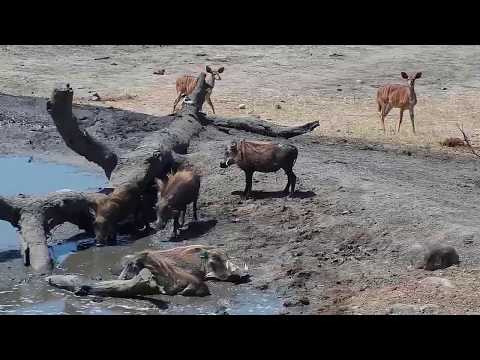 Djuma: Warthogs, Nyalas and Impalas - 12:41 - 10/07/19