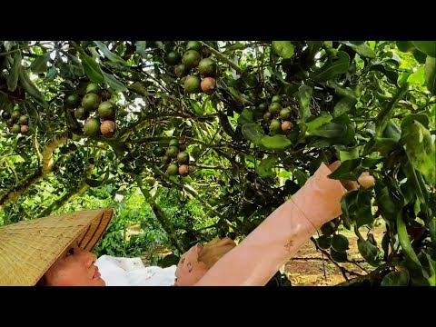 Vad finns i sommarträdgården? Skörda näringsrika frön | Trädgårdsturné