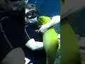 Man pets moray eel and then holds it like a baby #America #Animals #Cute #Eel #Water