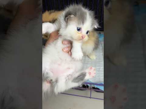 The kitten got stuck at the door 😭 #cat #kitten #catlover #kucing #anakkucing