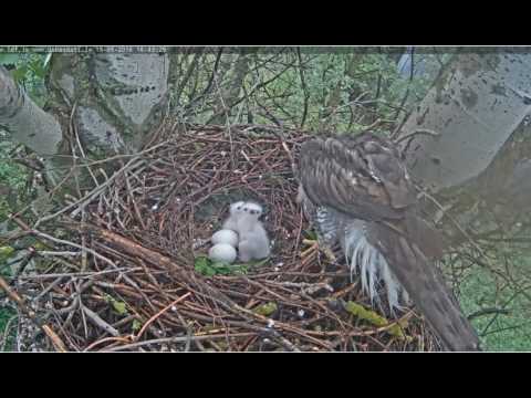 2016 05 15 Hühnerhabicht - Fütterung