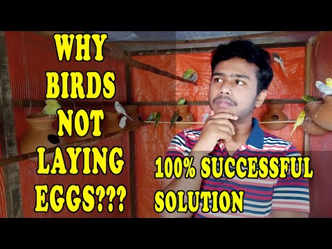 YouTube video about: Which birds don t lay eggs?