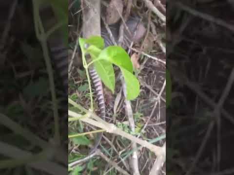 Un pichón de armadillo en Colosó Sucre, con que otro nombre lo conoce usted?