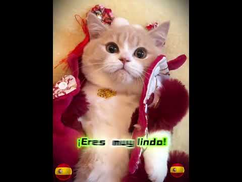 Would you fall in love with this sweet kitten at first sight like I did? #cat#shorts