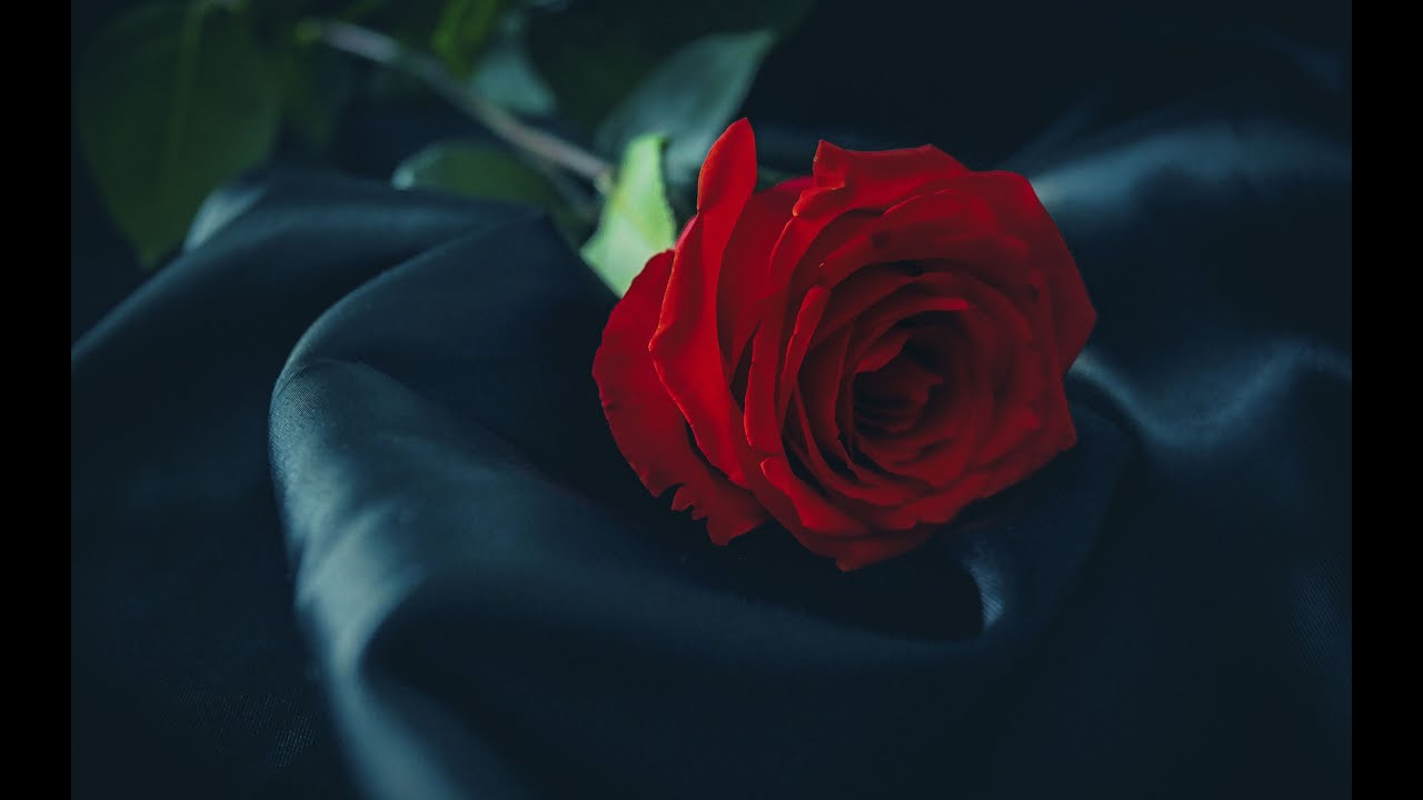 💕🌹 Dillo con un Fiore 🌹💕