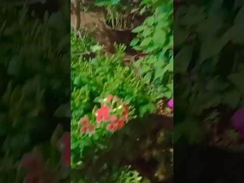 naseeba Bhi Kya Rang Laya#flowers #bollywoood #hindisong #trending #youtube #shorts #viralvideo 🖤🖤