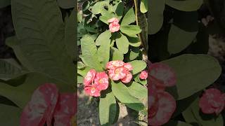Euphorbia milii, the crown of thorns 🌺🌻🍀🥰🤩💯#euphoria  #flowers #plants #@RAM-88