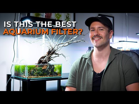 The Best Type of Aquarium Filter and Why It's the External Canister