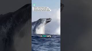 Download lagu Suara ikan paus raksasa! mp3 Download lagu Suara ikan paus raksasa! mp3