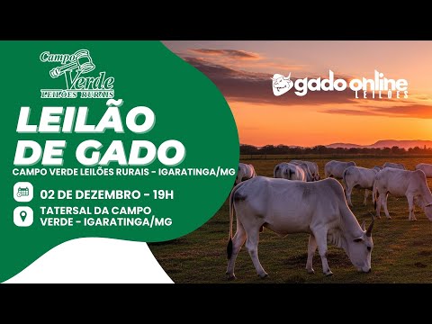 🌟LEILÃO DE GADO CAMPO VERDE LEILÕES -  IGARATINGA/MG🎥