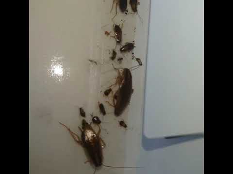Huntsman Pest Control video.