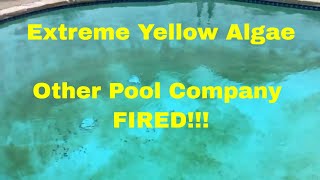 Extreme YELLOW ALGAE  - Other Company FIRED!!!