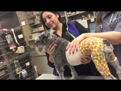 Mannequin Challenge Mission Veterinary Hospital