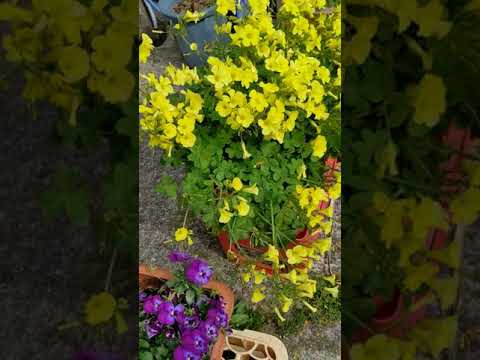 バスルームに蘭を置くことができますか: 湿度レベルと光の流れに関するアドバイス  庭園