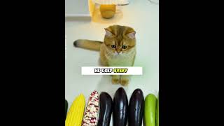 Mango Shoes for Cats?! This Owner Went All Out 🥭🐾#shorts