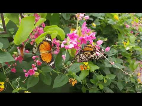 Thể hiện bởi Trần Thái Hòa