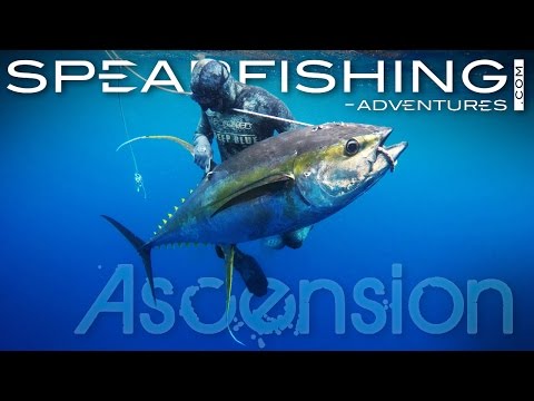 Ascension Island - Spearfishing adventures