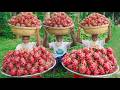 DRAGON FRUITS Dragon Fruit Juice Chicken Khichdi Food For Old Age Special People