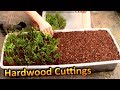 Hardwood Propagation of Thuja Green Giant Arborvitae (Part 1) | Rooting Cuttings for a Privacy Hedge