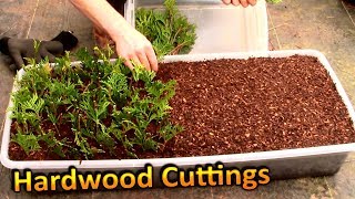 Hardwood Propagation of Thuja Green Giant Arborvitae (Part 1) | Rooting Cuttings for a Privacy Hedge