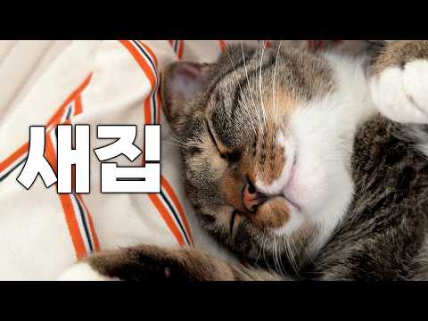 고양이 모시고 이사 했습니다...