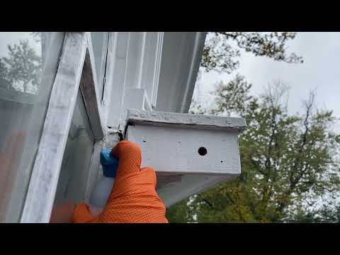 Exterminating Yellow Jackets in Fair Haven, NJ