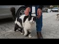 Pink Nosed Huge Cat Is So Cute And Affectionate