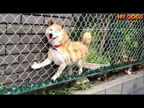 NOT The SMARTEST DOGS doing DUMB THINGS - Laugh at Funny Dogs compilation