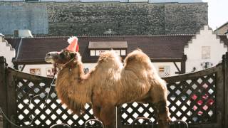 Hate it Here - Wilco (Subtítulos español)