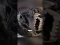 They Found a 40,000-Year-Old Wolf Frozen in Siberia 😱