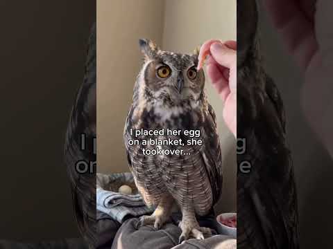 What would you have name them?😭❤️ #wholesome #animals #nature #wildlife #shorts