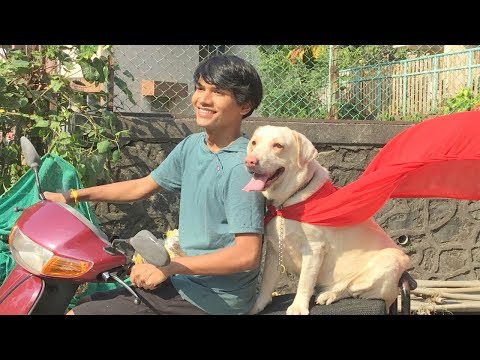 download lagu mp3 mp4 Diwali Dog, download lagu Diwali Dog gratis, unduh video klip Diwali Dog