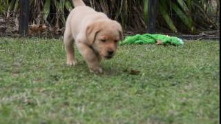 Harmony x Ricky - 7 weeks