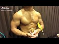 モフモフとムキムキのパンケーキ食べたいでもそこは食べちゃダメのセキセイインコとマッチョ